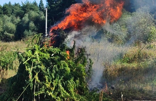 ⚡⚡⚡ Полтонны конопли уничтожили в Луховицах 
🌱 Сотрудникам луховицкого ОМВД удалось выявить очаг..