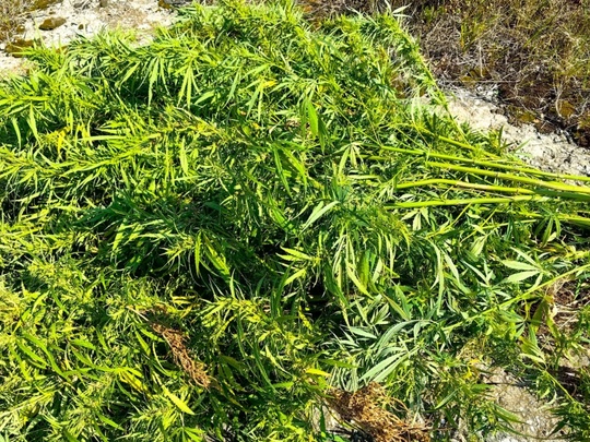 ⚡⚡⚡ Полтонны конопли уничтожили в Луховицах 
🌱 Сотрудникам луховицкого ОМВД удалось выявить очаг..