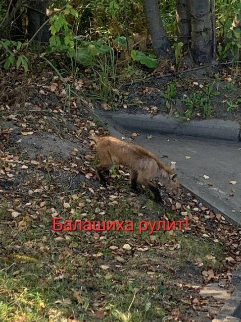 БЕДНЫЙ ЛИСЁНОК 🥺
Дарья Котлярова:
На Леоновском шоссе замечен лисенок.
Вот только у него (у неё) нет половины..