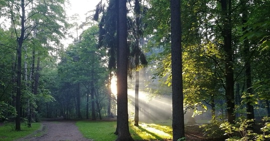 Дорогие соратники по борьбе за целостность Нижнего Комитетского Леса! 🌳  Хочу сообщить вам важную новость...