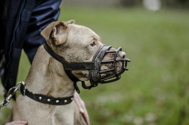 🐶Россиян будут штрафовать за выгул собак без намордника и поводка.  За нарушение правил содержания..