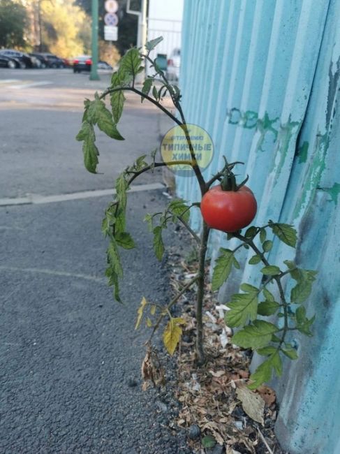 На одной из улиц в Химках пробился сквозь асфальт и созрел помидор 🍅  А вы говорите, экология…..