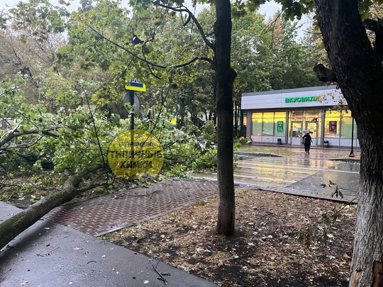 ❗️Только что на пересечении Кудрявцева и Ленинского упало большое дерево  Повезло, что никто не..