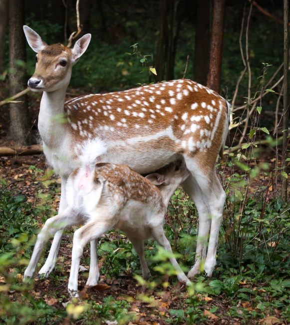 🦌В экоцентре «Дом лани» в Зеленограде произошло радостное событие — на свет появился оленёнок!  11 сентября..