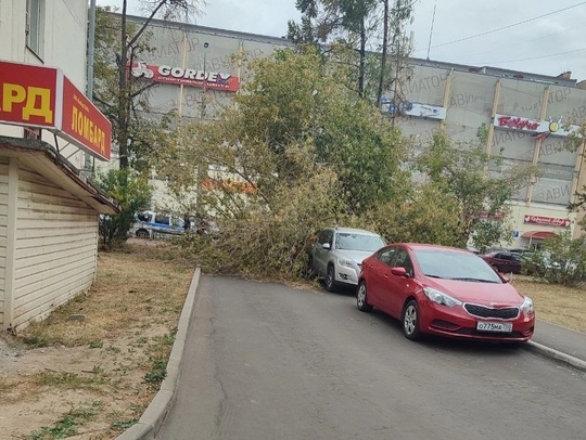 Очень ветренная погода в Раменском.
Дерево упало на улице Коминтерна..