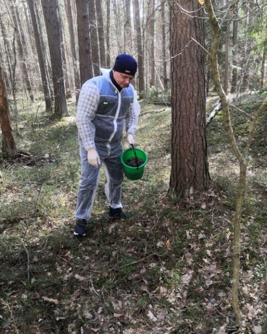 🦊 В Москве и Подмосковье раскладывают приманку для лис с вакциной от..