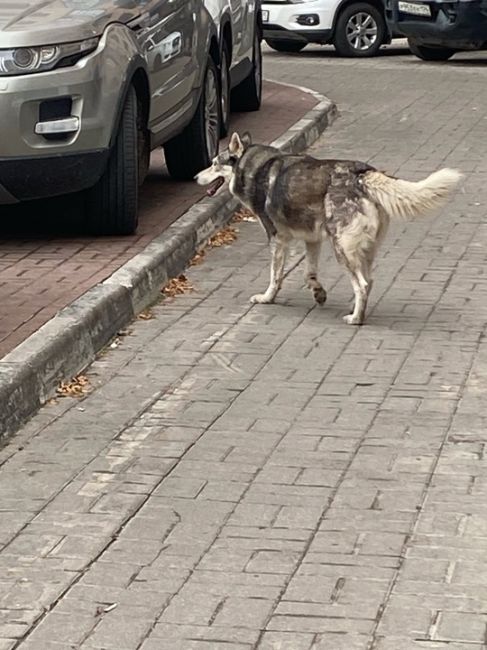 На улице Мира 6 в Раменском ходит хаски, может кто..