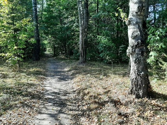 🌳🌲 В пятницу, 13 сентября, на территории Карасевского дендропарка пройдет акция «День в лесу. Сохраним лес..