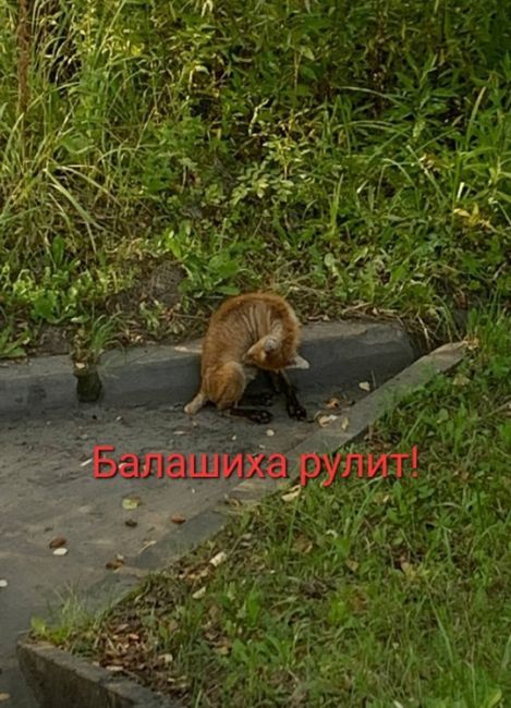 БЕДНЫЙ ЛИСЁНОК 🥺
Дарья Котлярова:
На Леоновском шоссе замечен лисенок.
Вот только у него (у неё) нет половины..