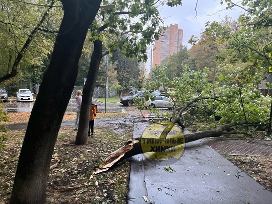 ❗️Только что на пересечении Кудрявцева и Ленинского упало большое дерево  Повезло, что никто не..