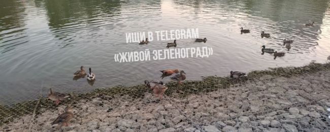 🦆В пруду возле дома культуры находится утка с кольцом на шее. Из-за этого она не может нормально питаться, а..