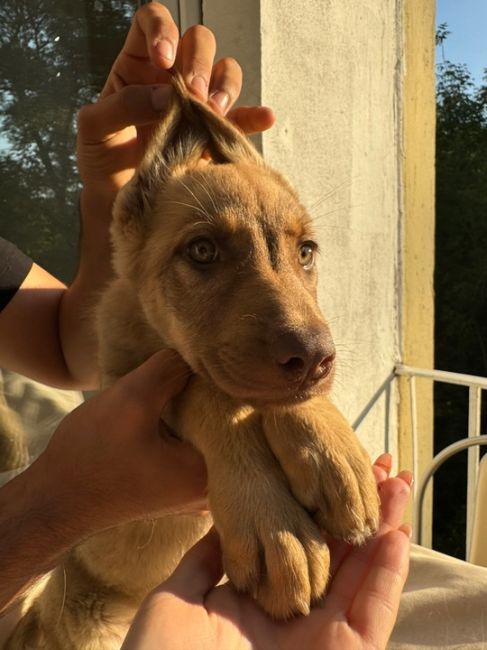 Доброе утро ☀️ 
Ищет дом ,свою семью Рыжик 🧡
Добрая,нежная девочка 🥰
С красивыми большими ушами 👂
От..