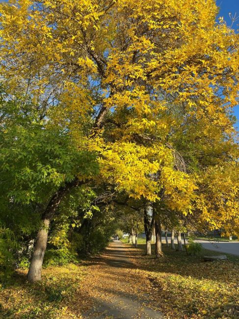 Золотая осень 🍁🍁🍁  Автор: Наталья..