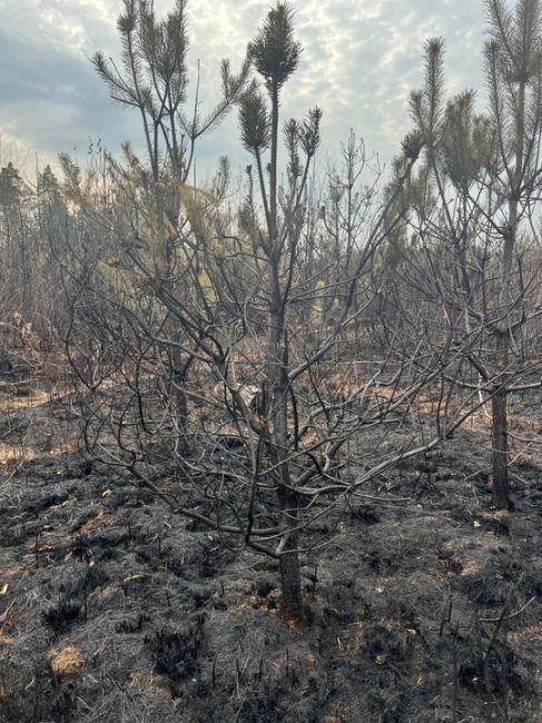 ПОЖАРИЖЕ 🔥
Марина
Последствия недавнего поджога в "самом зеленом" городе. Планов по восстановлению..