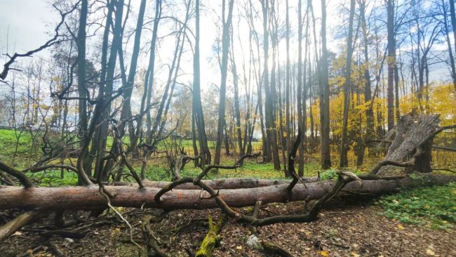 🌳 Ильинская роща медленно погибает без надзора  Подписчики поделились фотографиями печального состояния..