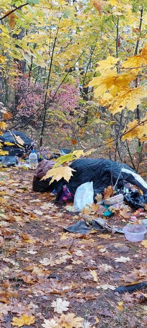 В городском ПКИО Жуковского возле Туполевского шоссе, рядом с собачьей площадкой бродяги устроили жильё,..