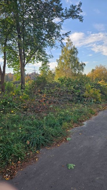 В парке у жк "бригантина", где и без того осталась 1 тонкая полоса деревьев, теперь все окончательно вырубают..