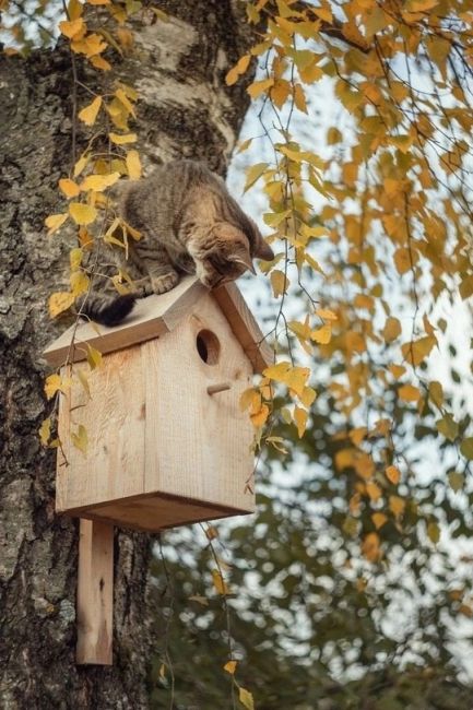 Ждет новосёлов 😸  Фото - Алиса..