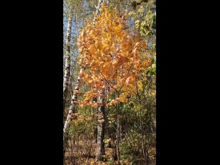 Какой прекрасный октябрь 🍁 🍂..