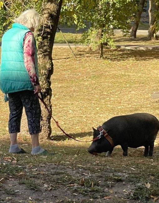 А у вас какое домашнее..