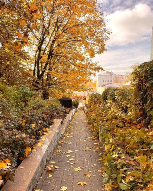 Осень в Морозовском саду 🍁🍂  Фото:..