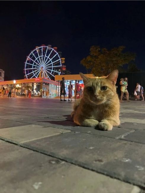 Ночной фоточат!
Давно не было свежих фоток ваших домашних питомцев) Присылайте в..