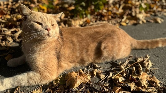 🆘 Вот такой красавец-кот ищет хозяина. Недавно его заметили возле одного из домов в микрорайоне Щурово...