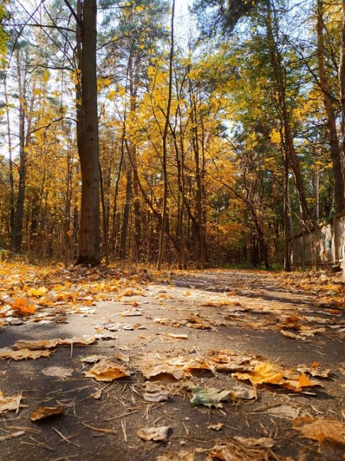 🍁Осень в..