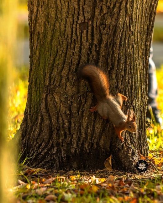 🐿Белочки в парке Северного речного вокзала.  Фото:..