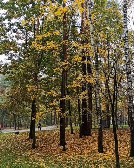 🍁 НАША БАЛАШИХА 🍂 
📸Марина..