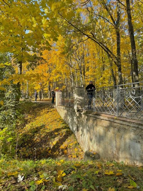 Золотая осень в парке Толстого..