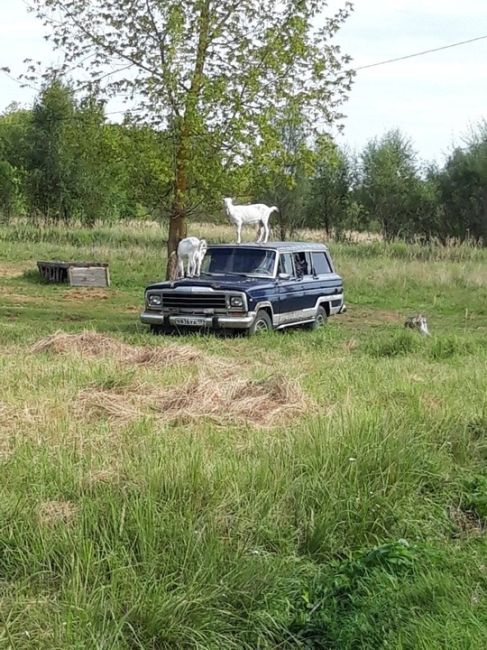 Машины без присмотра опасно оставлять не только в Бутово, но и в СНТ в Раменском..