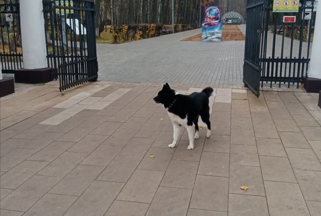 Никто не терял собачку? В районе Центрального..