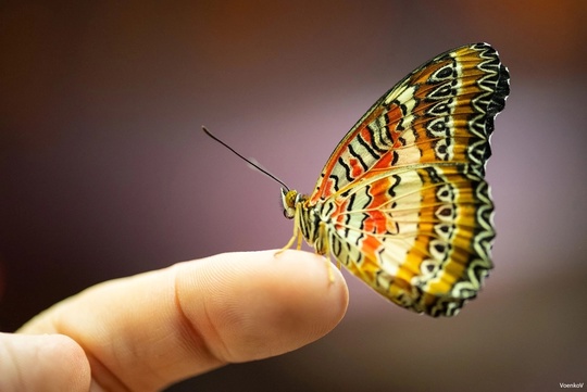 🦋 « РЕУТОВ  » мы едем к вам 😍 все кто хочет почувствовать чудеса тропического Рая 🦋БАБОЧЕК🦋 ,увидеть..