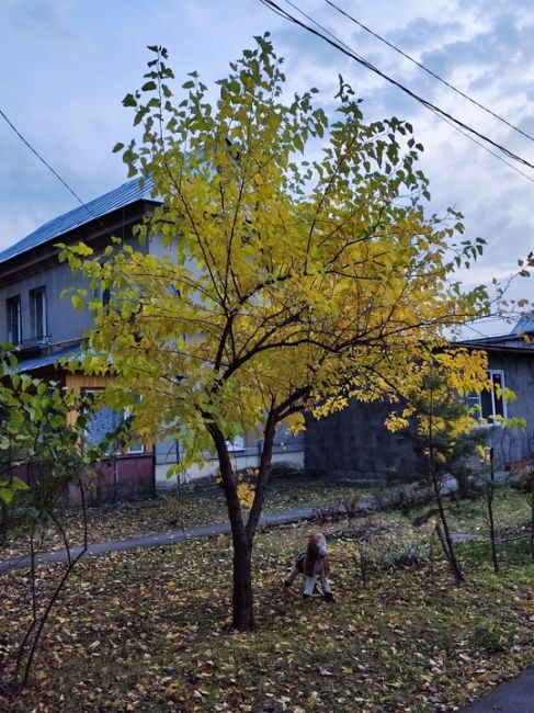 Осень в Долгопрудном - просто сказка ❤️  Ждём Ваши фото в комментариях..