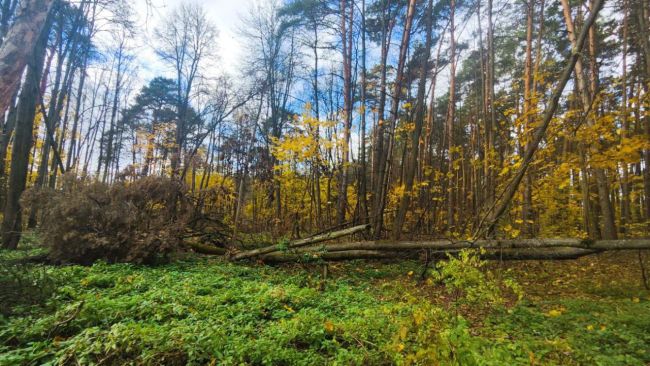 🌳 Ильинская роща медленно погибает без надзора  Подписчики поделились фотографиями печального состояния..