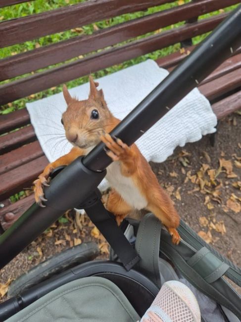 Милаха из парка Пехорка! 🥹 
📸Ольга 
А вы встречали таких..