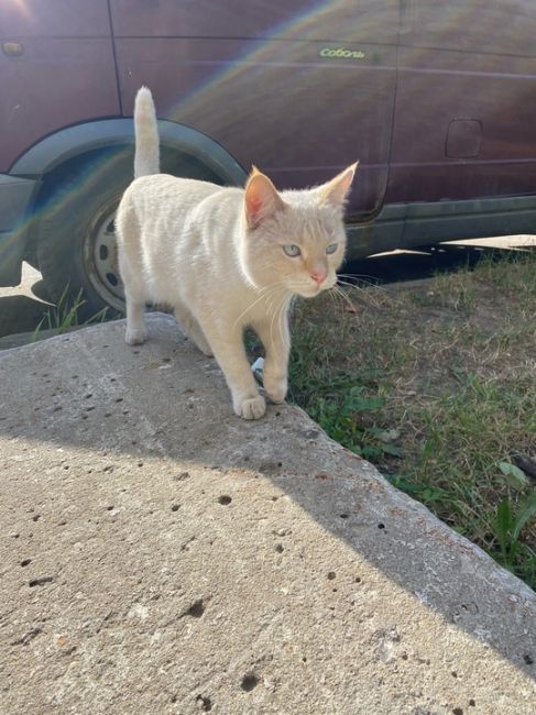 Нашли кота на улице Нижегородская ! Взяли на передержку на пару дней , видно домашний , ласковый !..