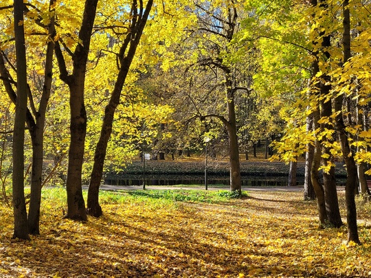 🍃Яркие осенние оттенки в красногорском городском парке.  📸Автор фото: Вячеслав..