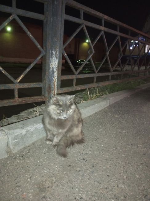 Здравствуйте! Встретила эту кошечку рядом с тц самолёт (жуковский). Похожа на домашнюю, чистенькая, пушистая,..