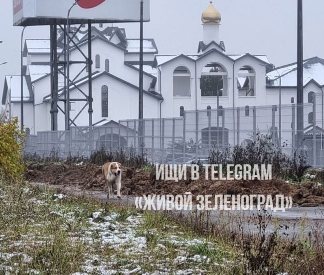 🐕В 17-м микрорайоне появился агрессивный алабай  Если вы гуляете с собакой, будьте осторожны — этот алабай..