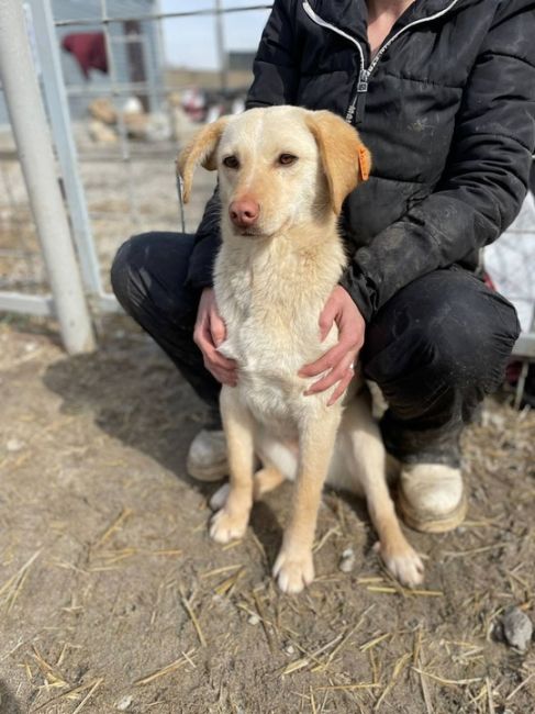 ПРОПАЛА СОБАКА 🐶 
Пропала возле ул Майкла Лунна дом 3, 22 микрорайон 
Чуть ниже колена, похоже на лабородора,..