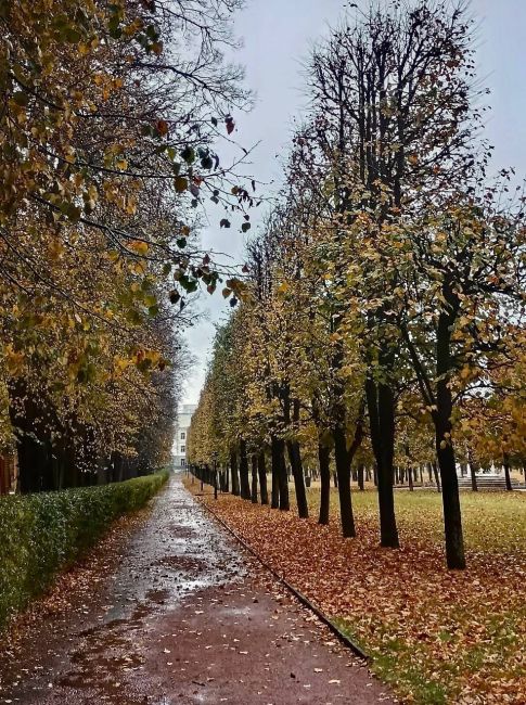 🍂 Осень на аллеях Архангельского  📸: Алексей..