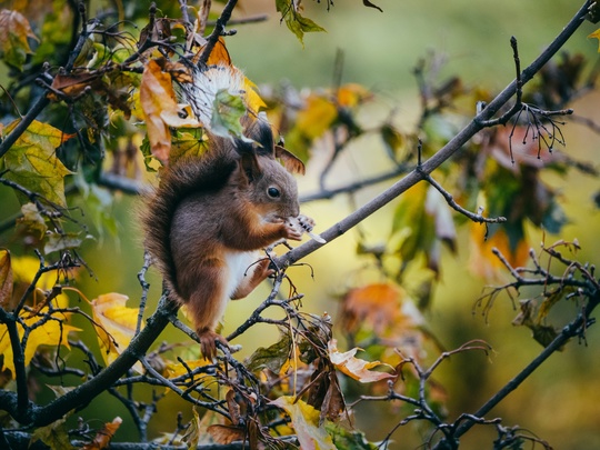 За окном на улице Дружбы подросло новое поколение пушистых химчан 🐿️
Отличительной особенностью..