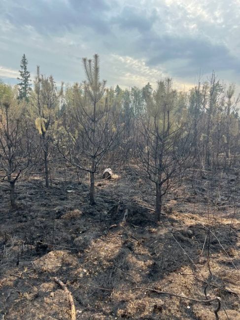 ПОЖАРИЖЕ 🔥
Марина
Последствия недавнего поджога в "самом зеленом" городе. Планов по восстановлению..