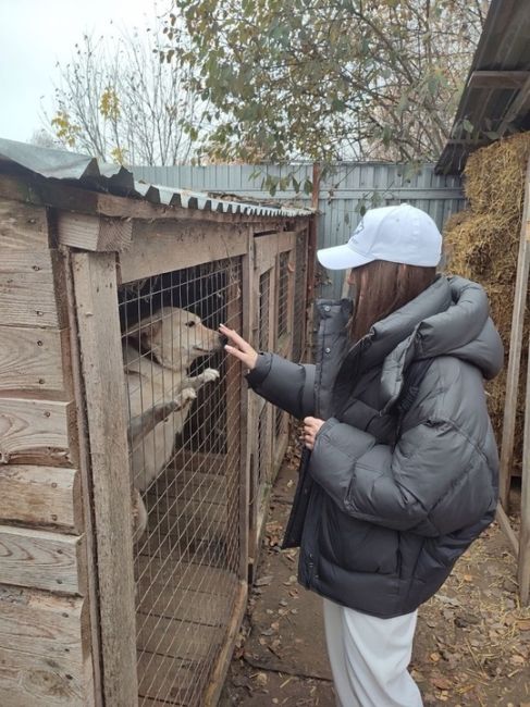 ⚡⚡⚡ Приют для животных может появиться в городском округе Коломна 
Заместитель главы городского округа..