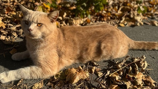 🆘 Вот такой красавец-кот ищет хозяина. Недавно его заметили возле одного из домов в микрорайоне Щурово...