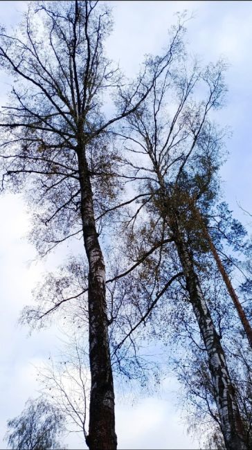 НА ВЕЛИКЕ МИМО МАЗУРИНСКОГО ОЗЕРА
В минувшую пятницу проехал на велике Горенский лес насквозь от платформы..