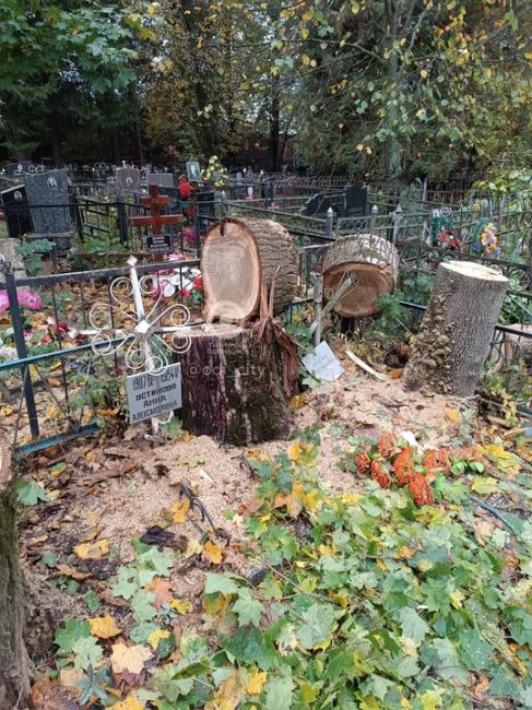 На Лайковском старом кладбище поспиливали деревья, повредив памятники и ограды на могилах 😱  Об этом..