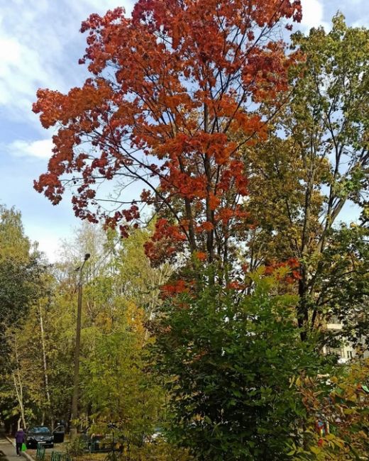 🍁 НАША БАЛАШИХА 🍂 
📸Марина..